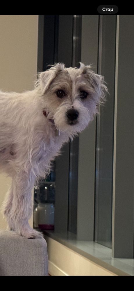 Teddy, the super dog.