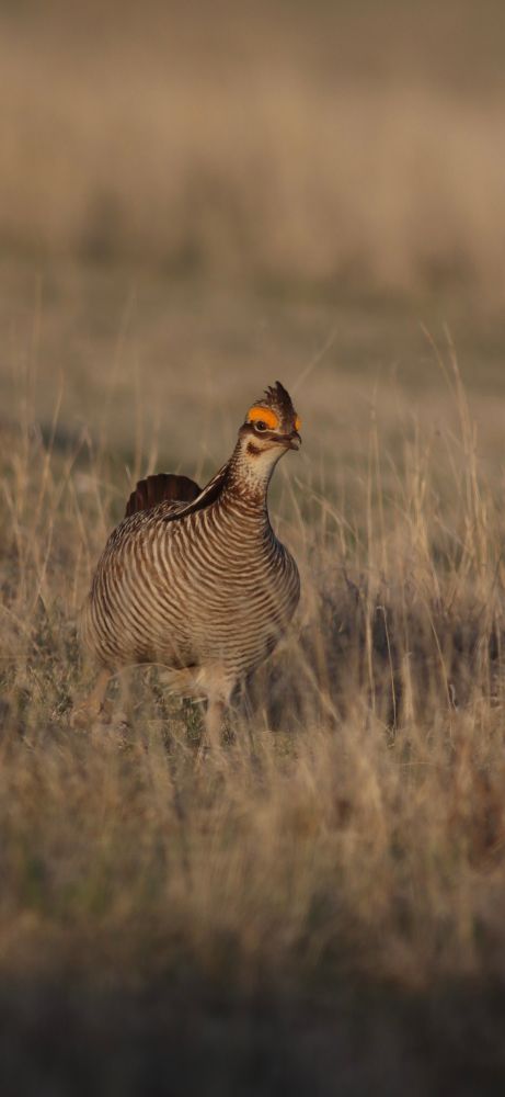 A male LesserxGreater Prairie-chicken hybrid struts purposefully toward the camera (photographed from a blind). The surrounding grass background is brown and short and fades to blurry in the backdrop.
