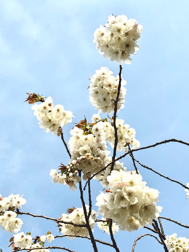 White flowers on a blue backdrop (aka the sky)