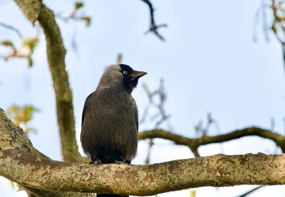 Eurasian Jackdaw on a stick