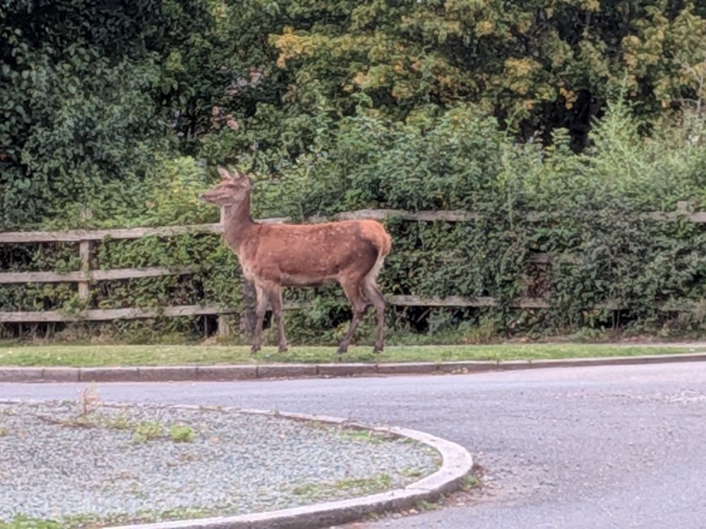 Another deer wondering where the others have run off too.