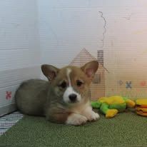 Picture of a red corgi puppy aged about 2 months.