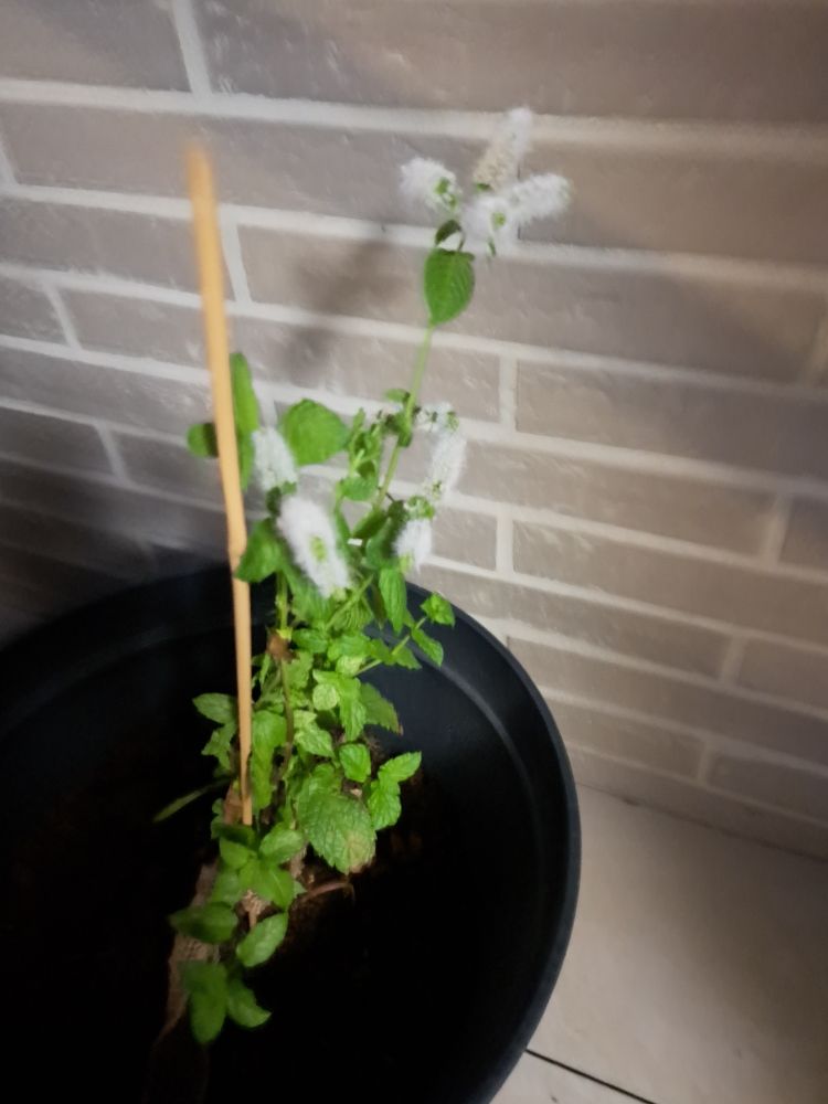 Pied de menthe en fleur