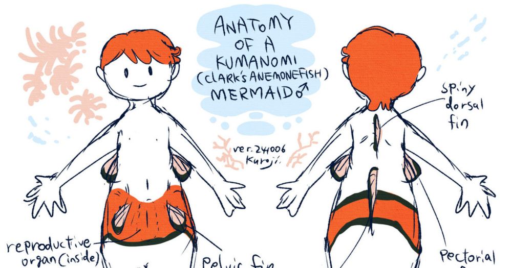 Anatomy of a Kumanomi Mermaid♂｜螺鈿の庭｜pixivFANBOX