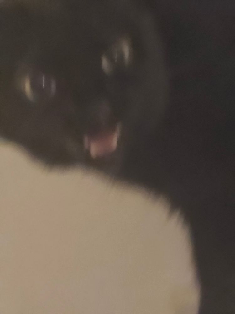 A black kitty who has had enough and is overstimulated. 