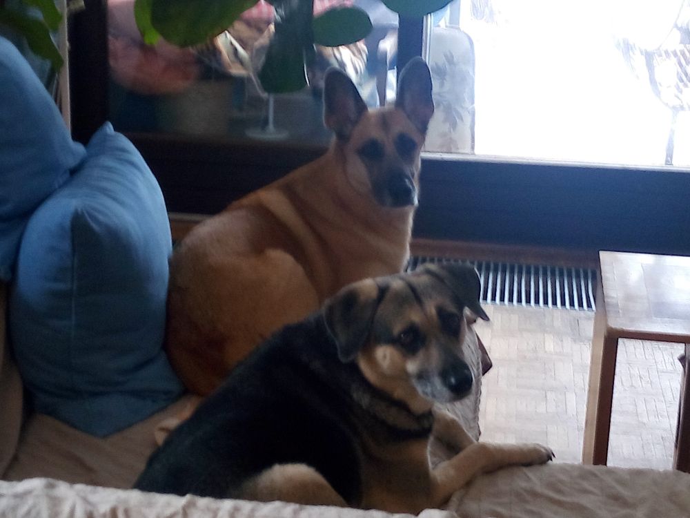 Zwei Hunde auf einer Couch. Hintergrund ein Fenster. Beide blicken zum Fotografen. 