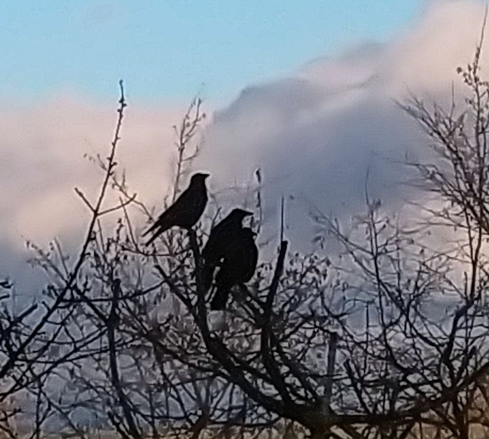 Drei schwarze Krähen sitzen dicht nebeneinander auf kahlen Ästen. Dahinter von Sonne angestrahlte Wolken und ein Stück blauer Himmel. 