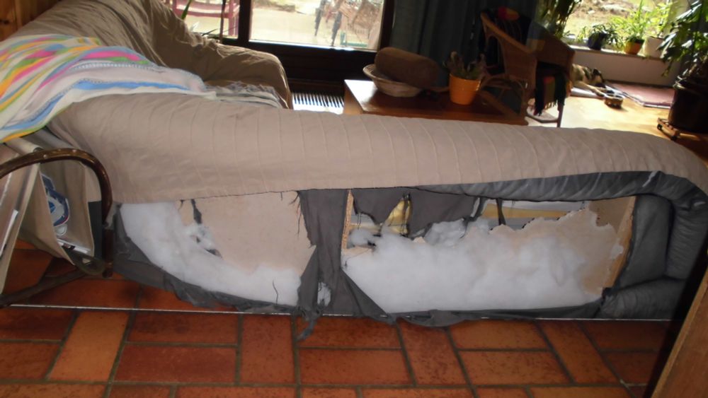 Vollständig zerfledderte-Rückseite einer blauen Ledercouch. Man sieht die Faserfüllung. Darüber ist eine beige Decke gebreitet. Im Vordergrund roter Fliesenboden. 