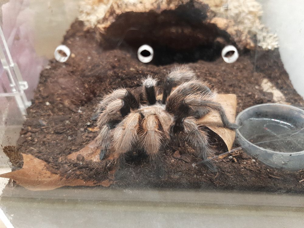 An Arizona blonde tarantula from the side. 