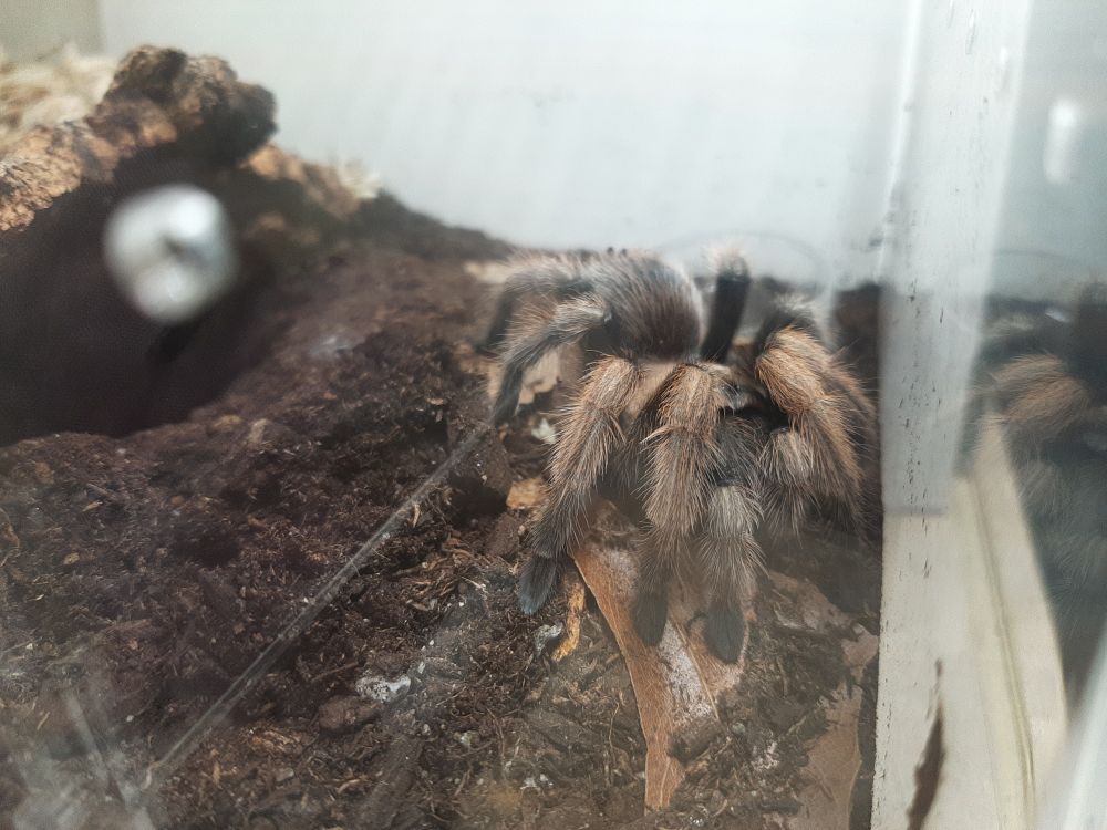 An Arizona blonde tarantula from the front. 
