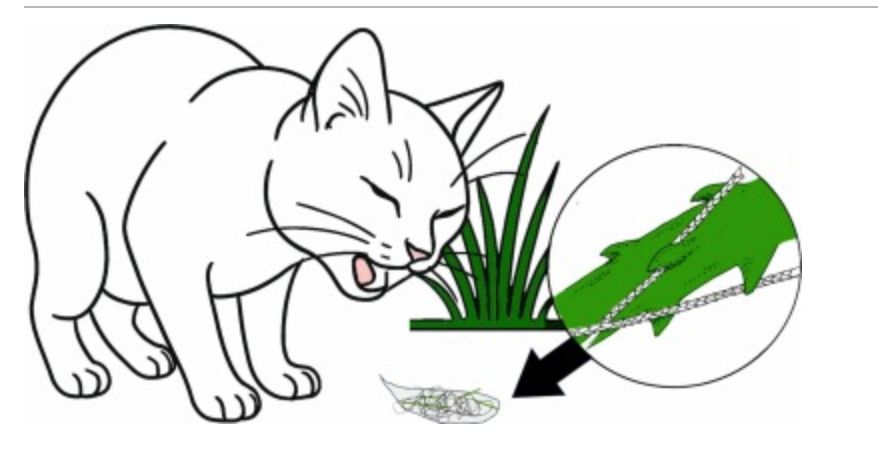 The image shows a cat eating grass, and then vomiting it out. There’s a zoomed-in detail highlighting the sharp edges of the grass blades, which have snagged hair.