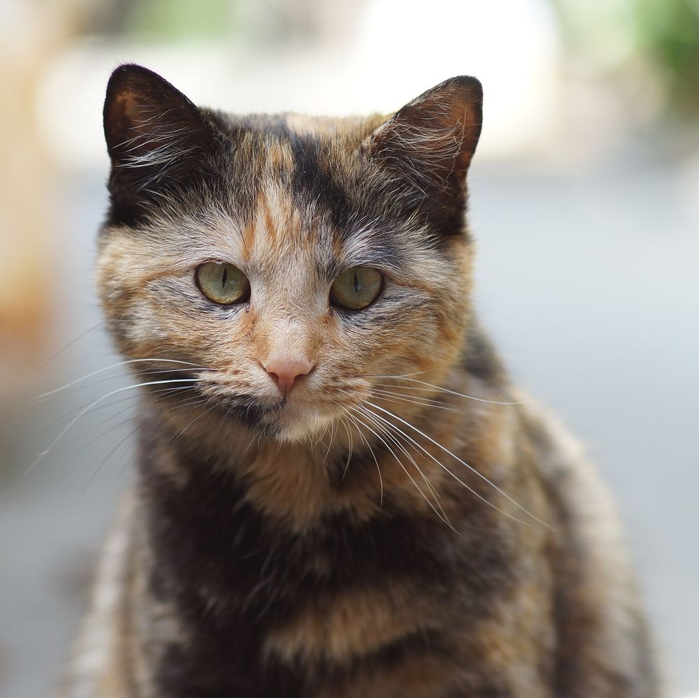 A tortishell cat with short orange and black splotches who is looking very cute and soft staring straight ahead at the camera.