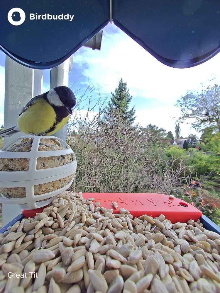 A HUNGRY lil great tit (the bird) perches atop a suet ball staring greedily at a pile of sunflower seeds inside a bird feeder. It's a smol yellow floof with a black head, white cheeks, and what looks like a black necktie. And there's something in its eye that says "sunflower seed, I'm coming for you"