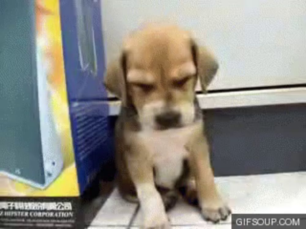 a puppy sitting next to a box that says hipster corporation on it