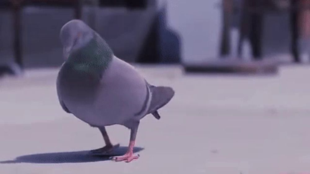 a pigeon is walking on the ground on a sunny day .