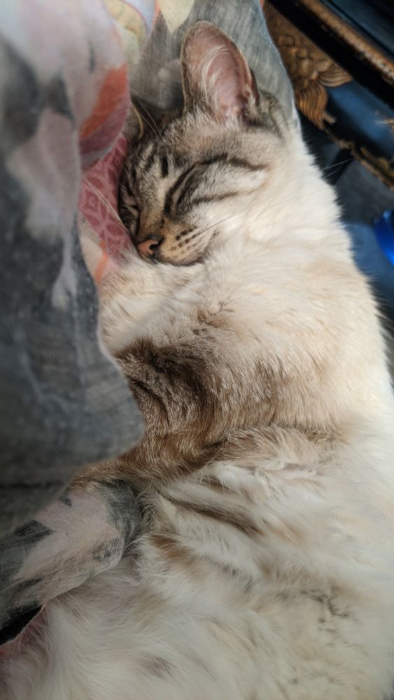 A lynx-point Siamese cat napping and smiling adorably on top of a blanket