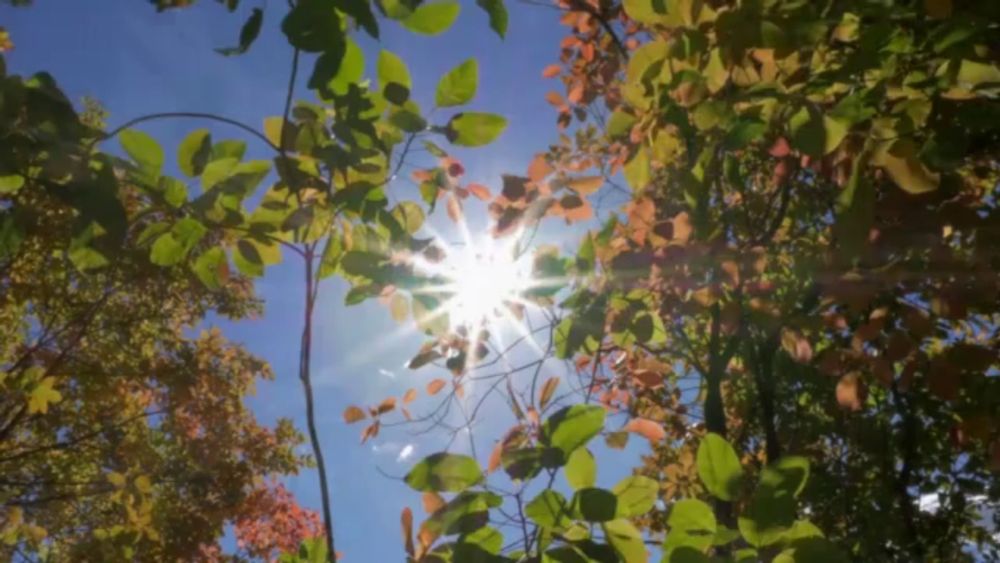 the sun is shining through the leaves of trees