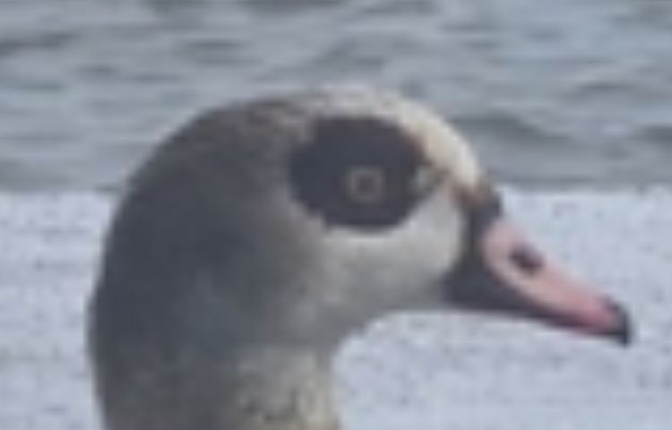Zoomed in to the original picture of two geese with a frosty London backdrop. The bird is seen in side view and has a large black feather circle around his unblinking wide open yellow eye. His beak is shut and his neck looks stiff. 