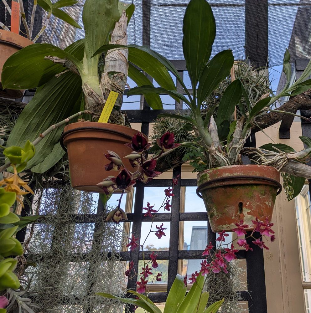 Grayish red orchids.