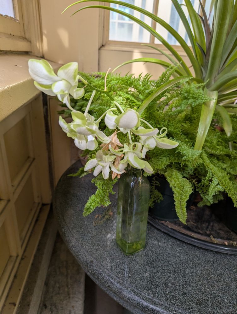 Green and white orchids in a glass bottle.