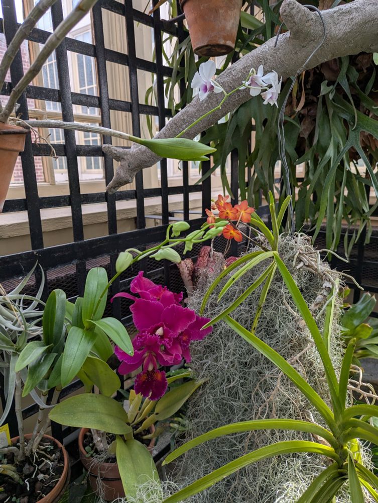 Small white orchids with purple centers, small orange orchids, large magenta orchids.