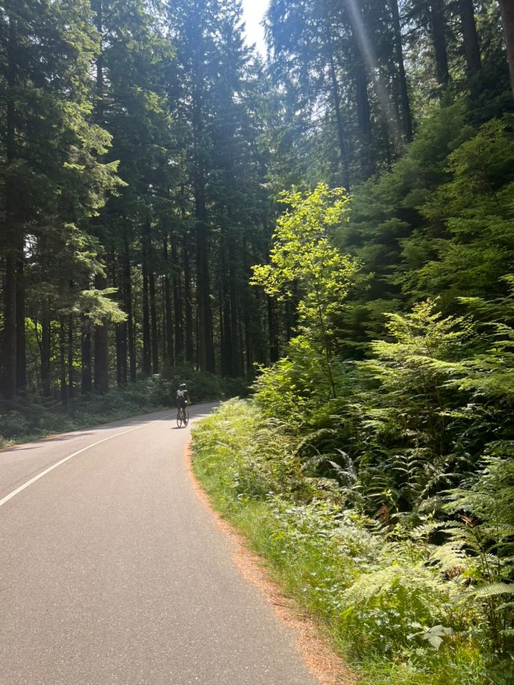 cyclist on paved road through seymour demo forest