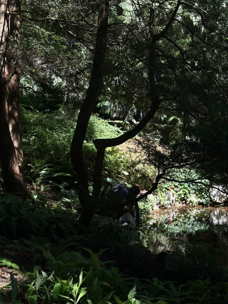 Dense 'forest' scene with trees and undergrowth surrounding a small stream. There's a human(?) centered, seemingly dipping a hand in the water