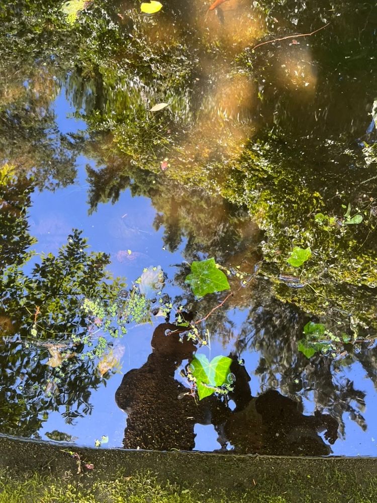 Reflection of two people in a small pond, green leaves and blue sky visible on the water's surface