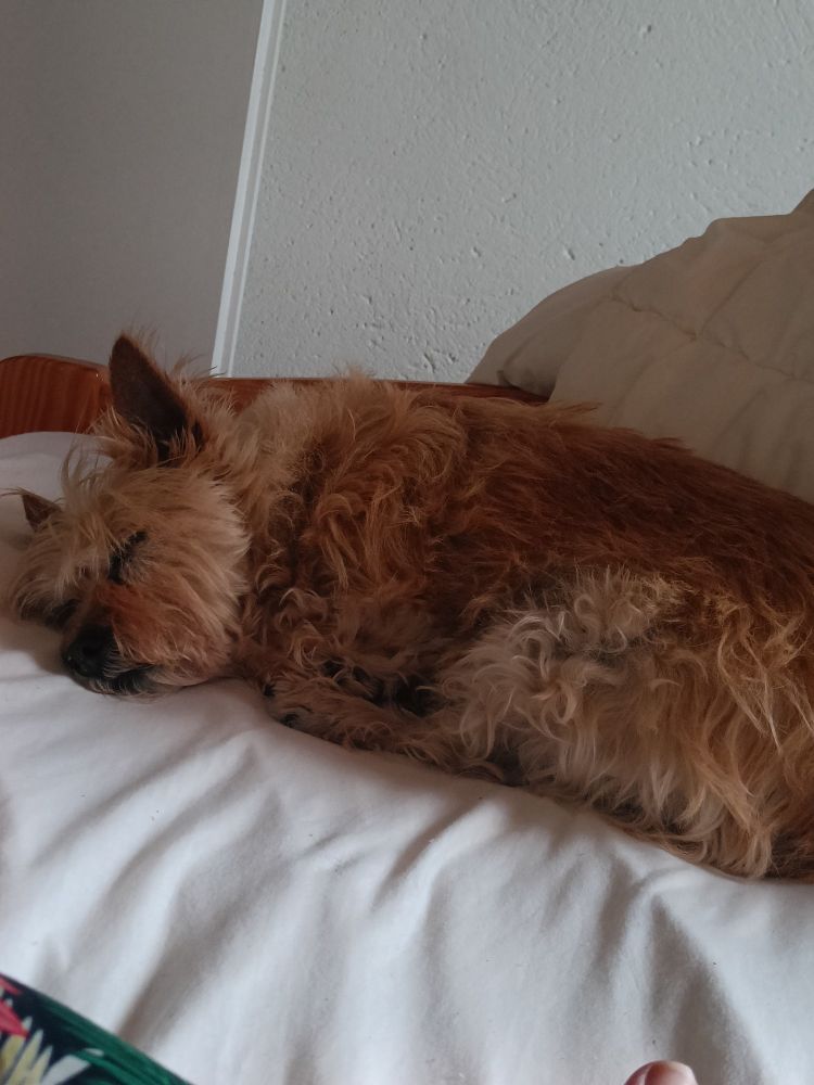 Petite chienne endormi en boule sur un lit