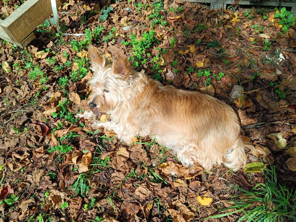 Une petite cairn terrier couleur sable au milieu de feuilles mortes (pour le camouflage)