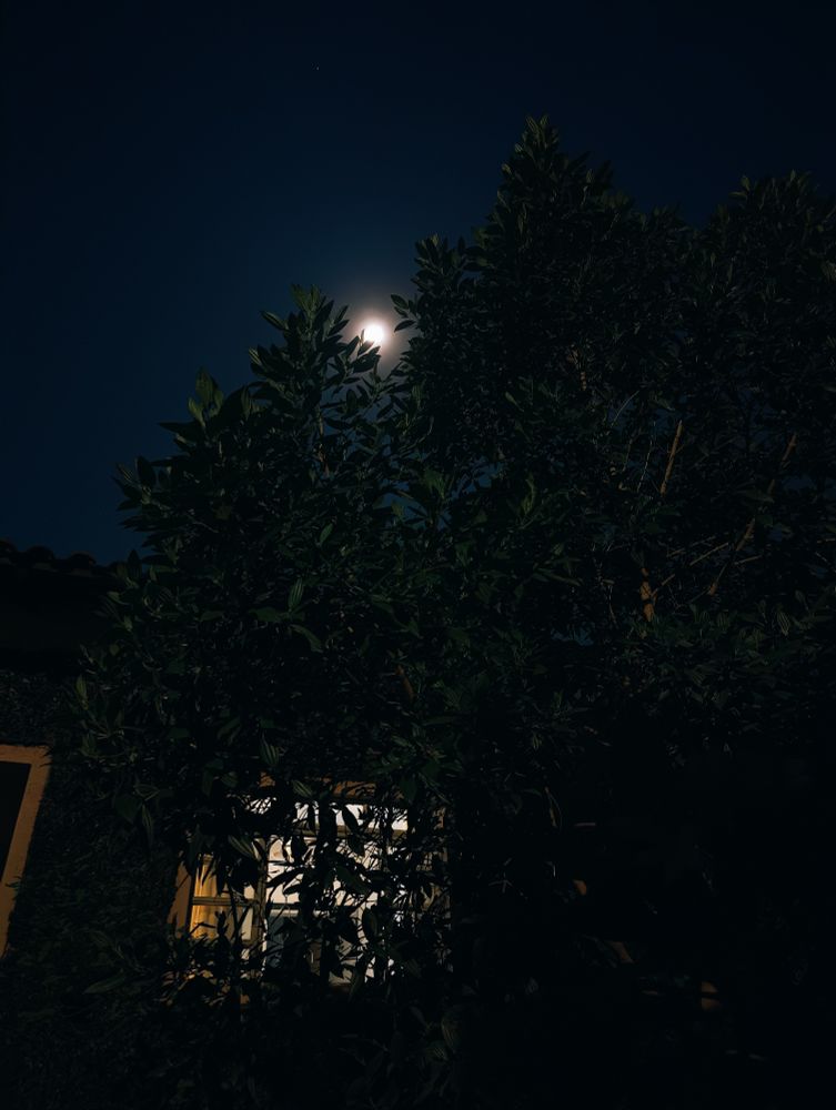 A picture of the supermoon, it's behind a tree and just below it, a house with a comfy lightning coming from the window