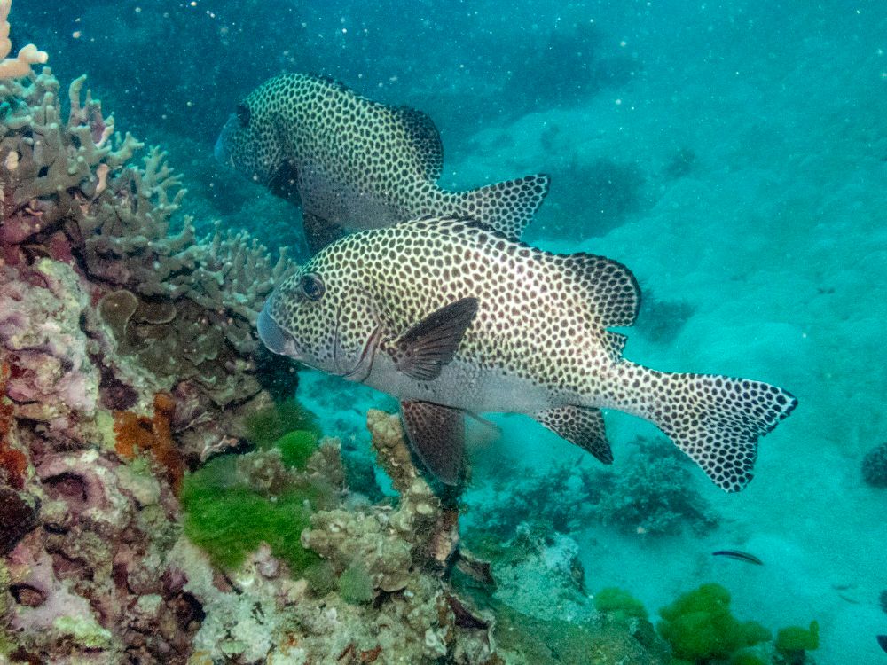 A pair of spotted sweet lips guarding their coral patch