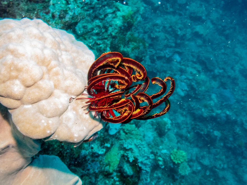A red feather star grows a patch of coral