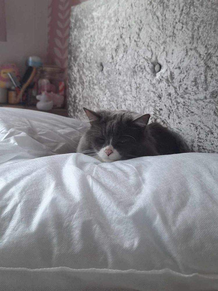 A grey cat sits between two white pillows, and rests her chin gently on top of the pillow