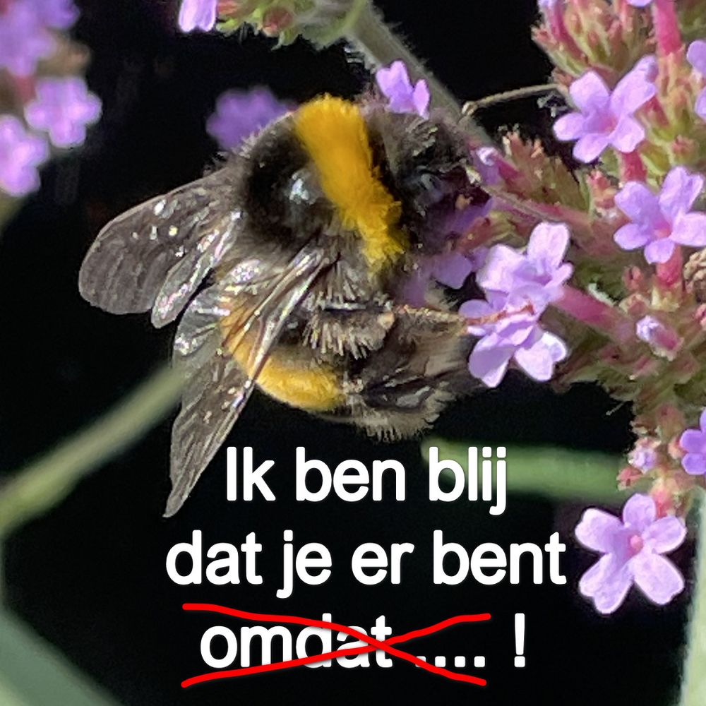 Photo to draw attention to the post.
In the picture: a close-up of a buff-tailed bumblebee (Bombus terrestris), gathering nectar from a vervain flower (Verbena bonariensis). Underneath, the following text:
"I'm glad you're here because...!" (Ik ben blij dat je er bent omdat ...!)
— with the word "because" and the trailing ellipsis struck through.