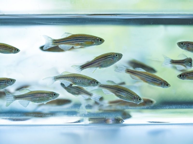 zebrafish in a tank