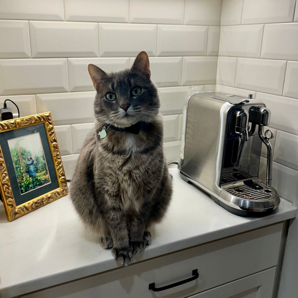 A cat is waiting on the counter next to a Nespresso machine.