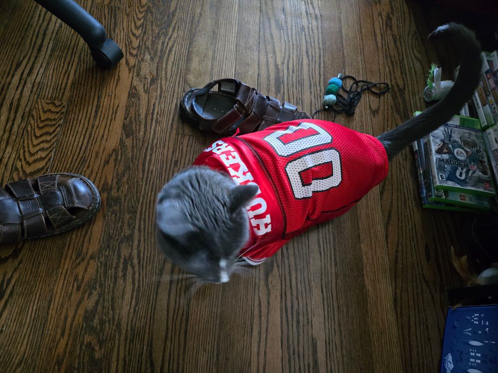 An overhead angle of the same cat now on the floor and you're able to see the back of the jersey.