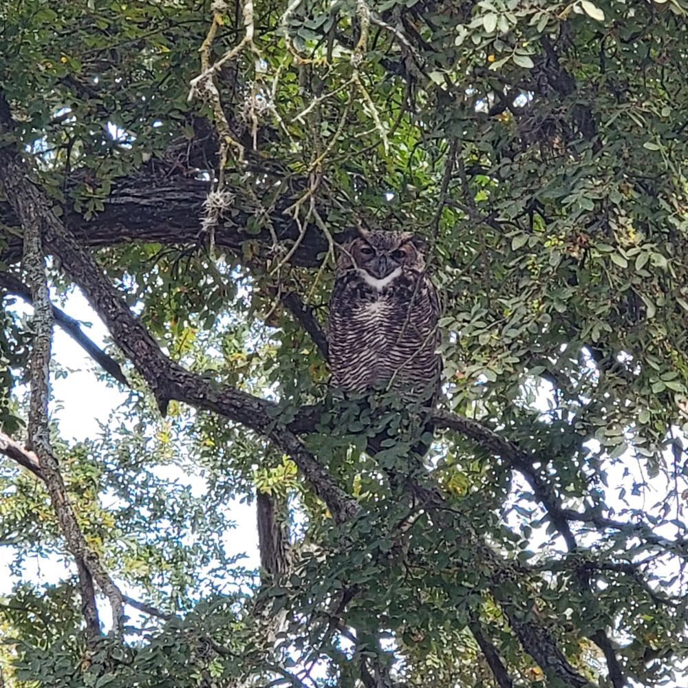 Great horned owl peering down at me from a branch, relatively well hidden among the leaves. Pic taken with 3x zoom on the phone, wish I'd had a nicer zoom.