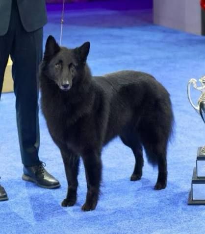 Soleil, a pure black Belgian sheepdog, stands looking quietly majestic next to her owner and her champion trophy.
