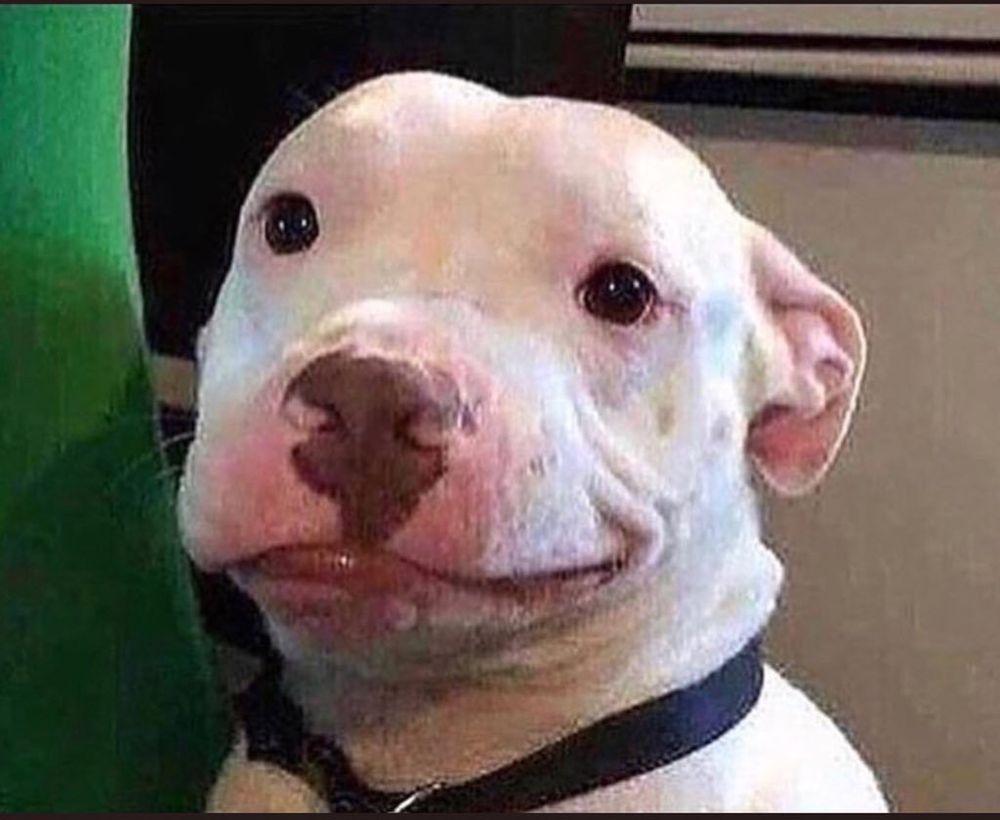 A pitbull smirking at you with affectionate acceptance of your obvious flaws.