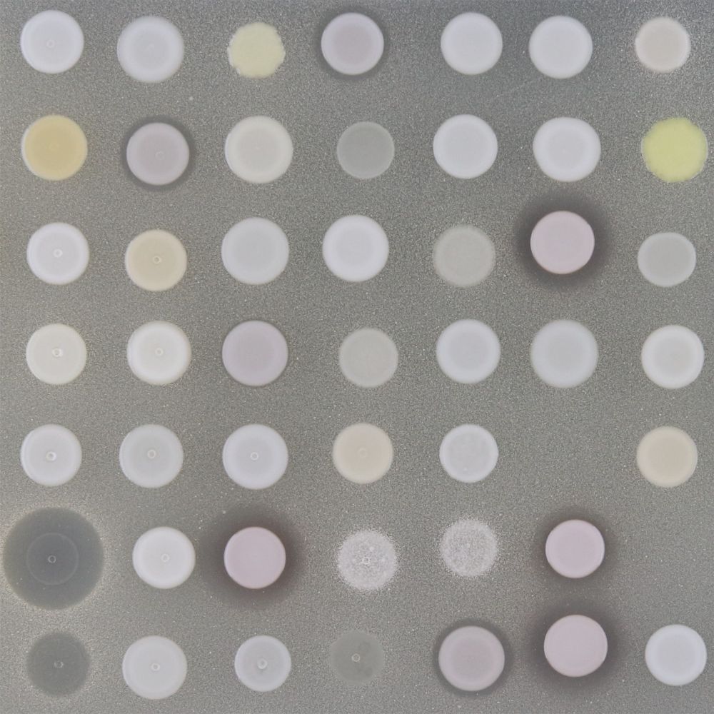 Petri plate photo which shows an array of bacteria inhibiting eachother's growth