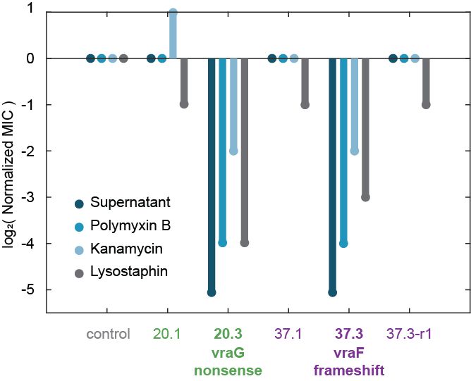 Bar graph showing mutants are more sensitive to antimicrobials