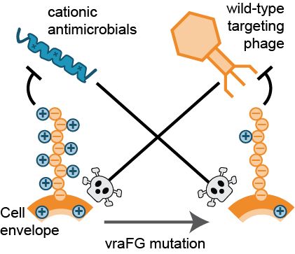Cartoon depicting tradeoff between phage and antimicrobials
