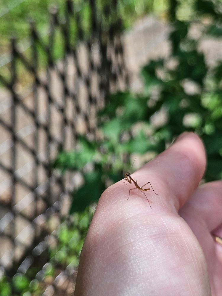 A baby carolina mantis on my hand. The brave ones who would crawl on me got taken to the tomato plant for aphid snacks
