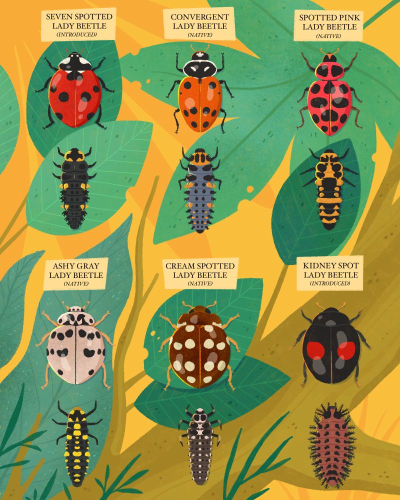 An illustration of six different types of lady beetles paired with their larvae counterparts. From top left to right: "Seven Spotted Lady Beetle (introduced), Convergent Lady Beetle (native), Spotted Pink Lady Beetle (native), Ashy Gray Lady Beetle (native), Cream Spotted Lady Beetle (native), Kidney Spot Lady Beetle (introduced)