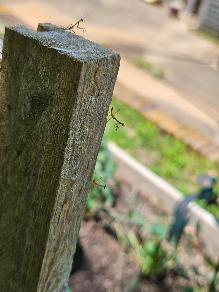 Teeny tiny baby praying mantses that just hatched on a trellis in my garden