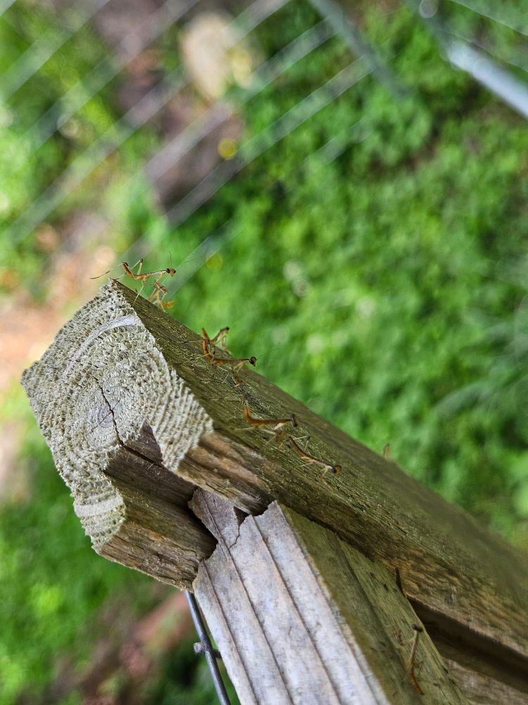 SO. MANY. BABY. MANTIDS.
