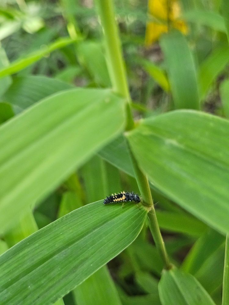 An image of a 4th instar Asian Beetle Larvae climing on some grass