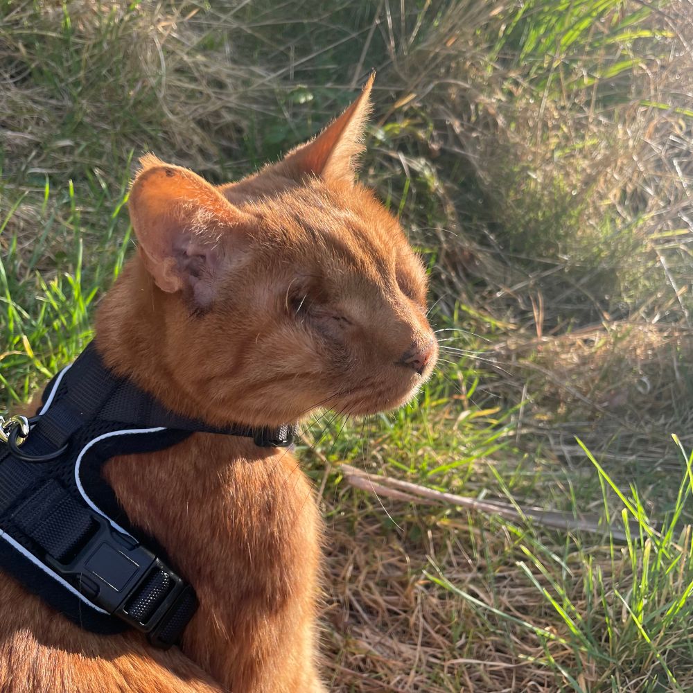 Ginger cat in a harness sat on the grass 